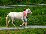 Photo of mule on towpath